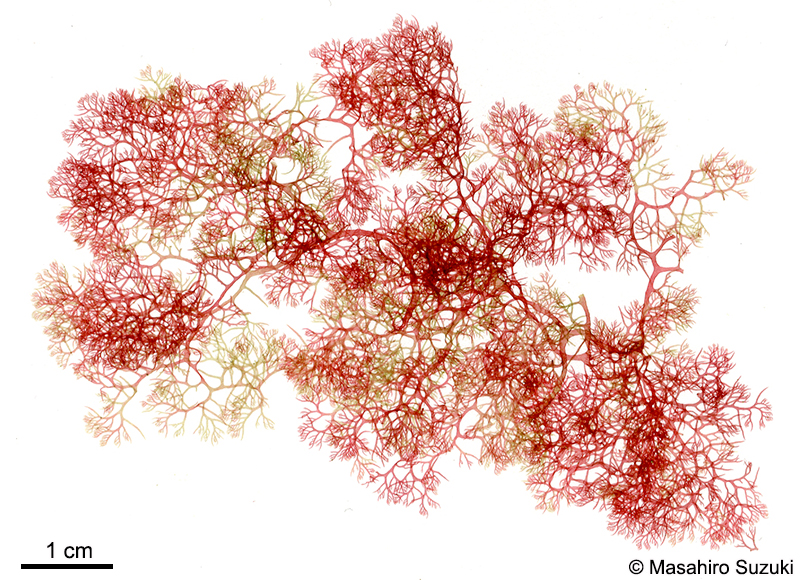 ホソユカリ Plocamium cartilagineum