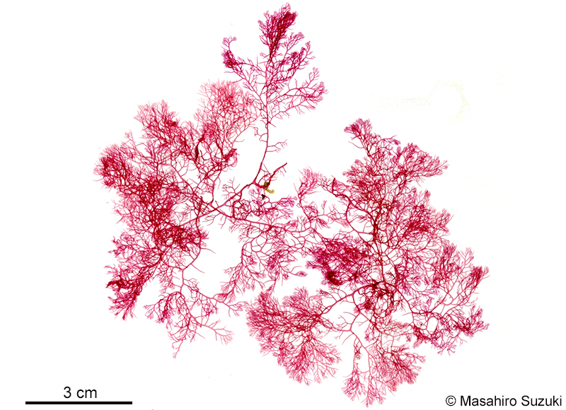 ホソユカリ Plocamium cartilagineum