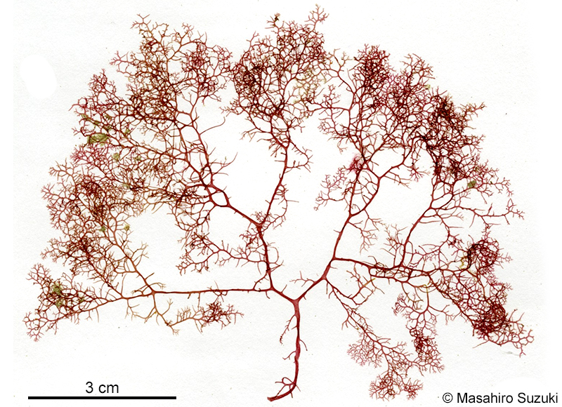 ホソユカリ Plocamium cartilagineum