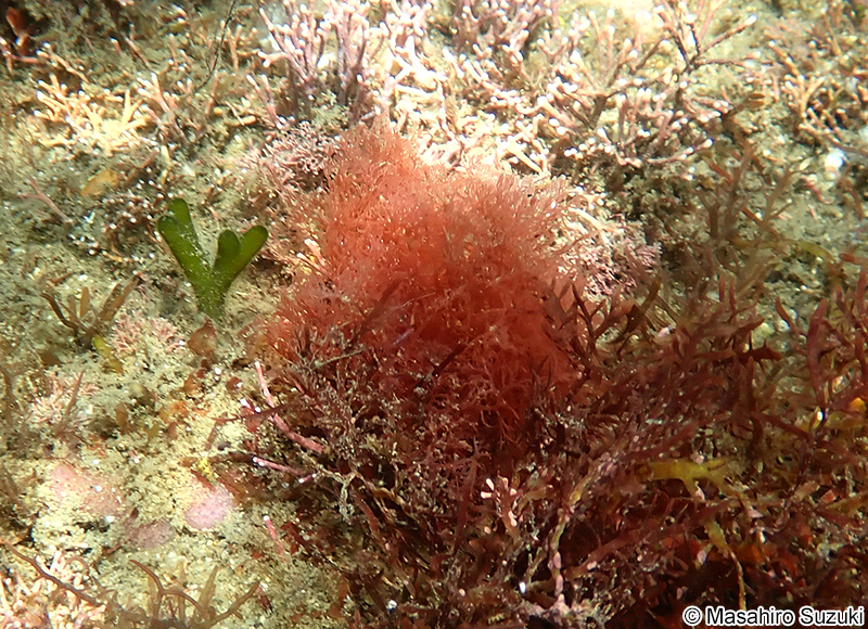 ホソユカリ Plocamium cartilagineum