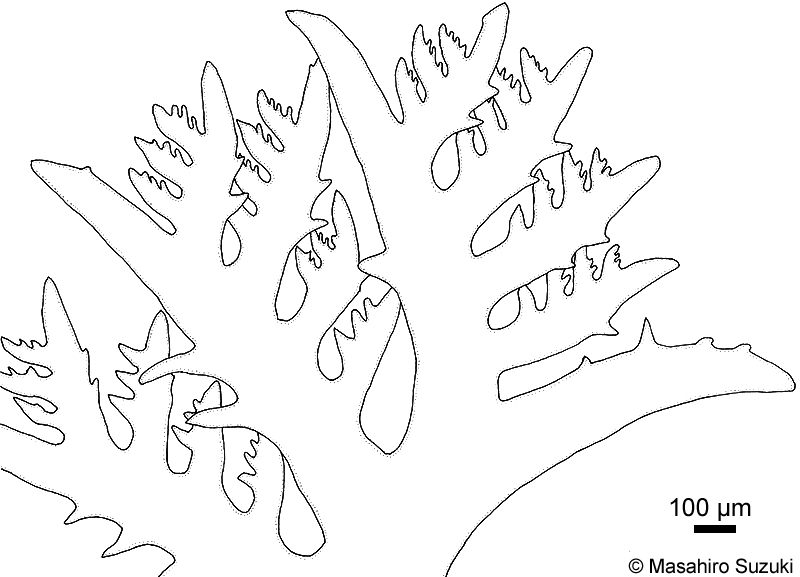 ヒメユカリ Plocamium ovicorne