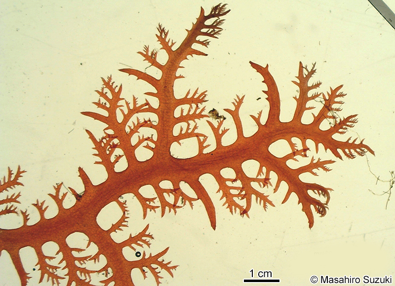ヒメユカリ Plocamium ovicorne