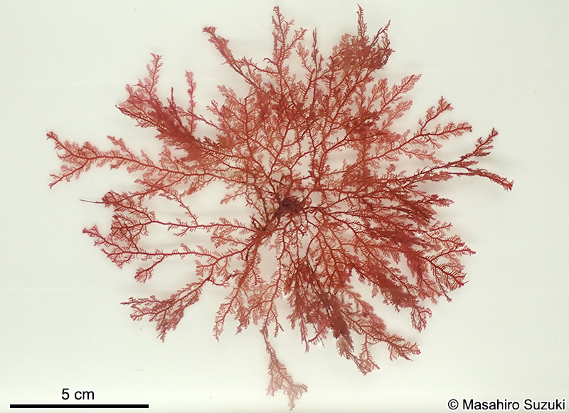 ヒメユカリ Plocamium ovicorne