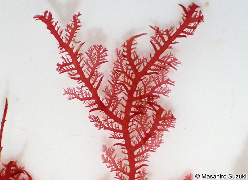 ヒメユカリ Plocamium ovicorne