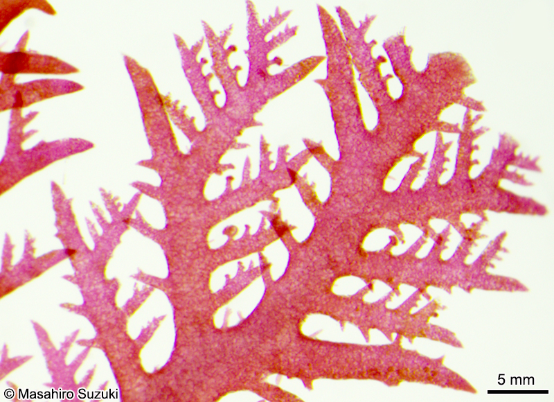 ヒメユカリ Plocamium ovicorne