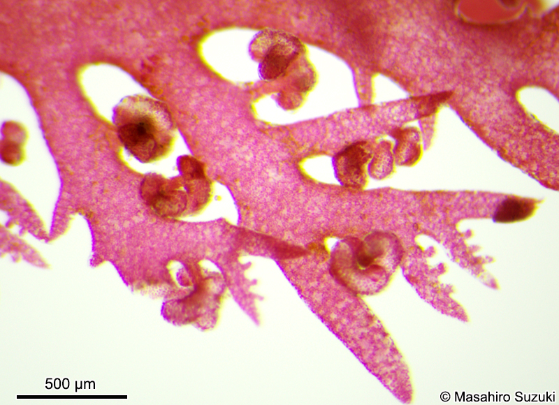 スティキディアを付けた枝