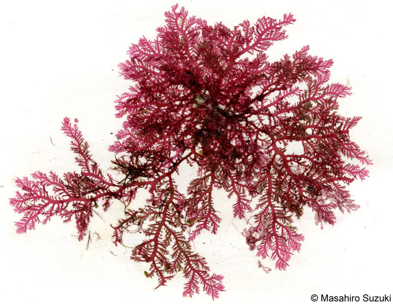 ヒメユカリ Plocamium ovicorne