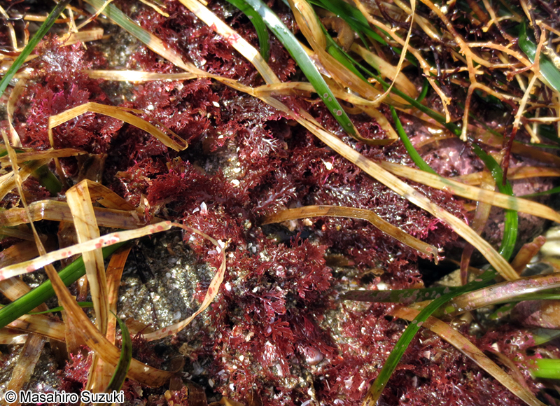 マキユカリ Plocamium recurvatum