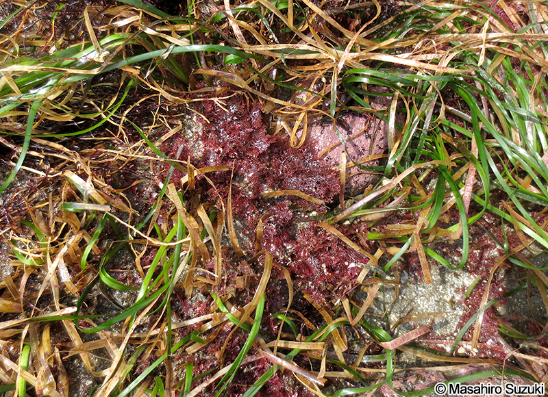 マキユカリ Plocamium recurvatum