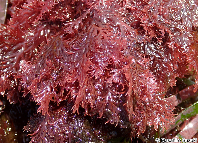 マキユカリ Plocamium recurvatum