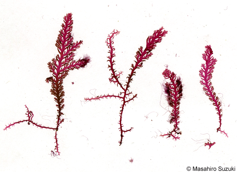 キザミユカリ Plocamium serratulum