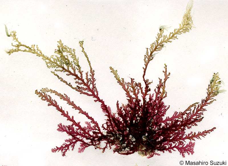 キザミユカリ Plocamium serratulum