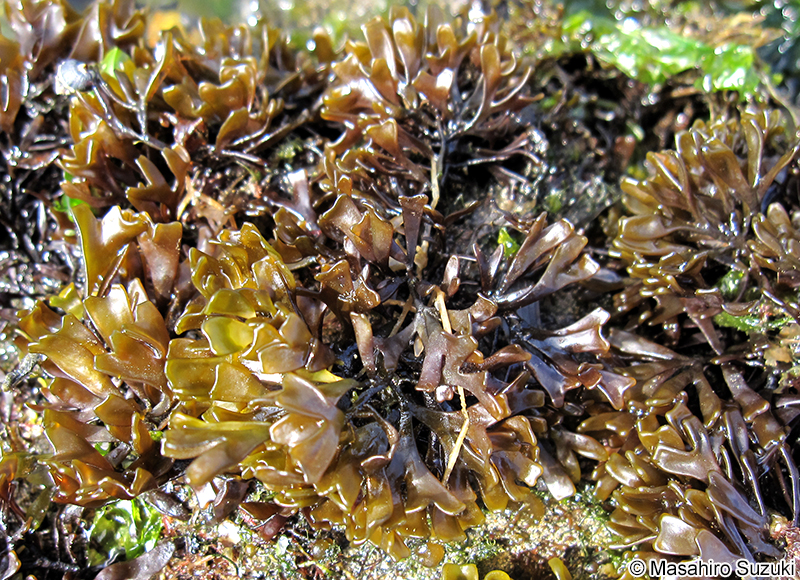 マツノリ Polyopes affinis