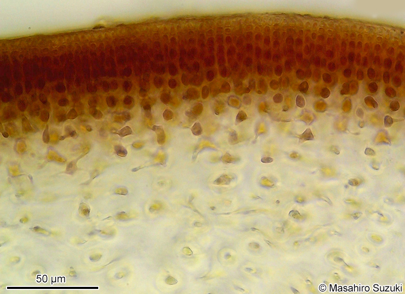 マツノリの横断面