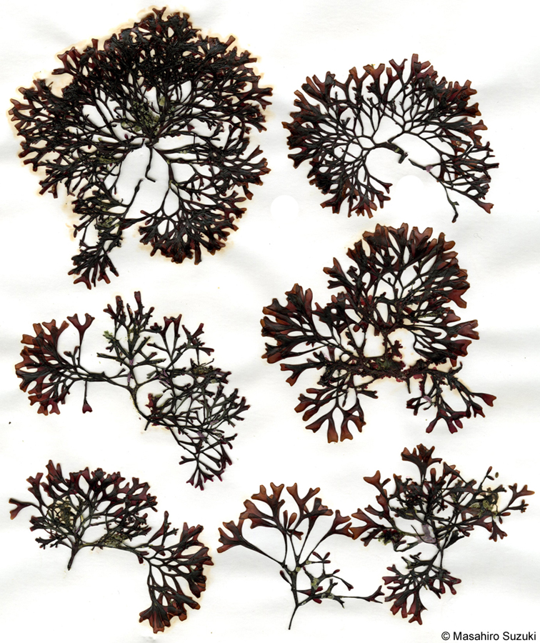 マツノリ Polyopes affinis