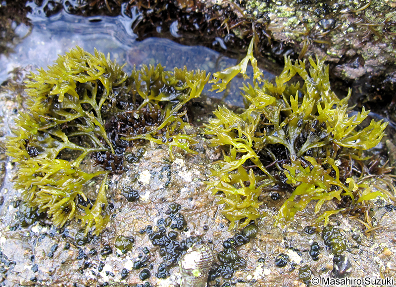 マツノリ Polyopes affinis