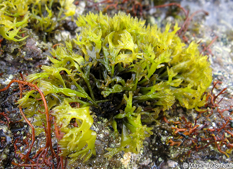 マツノリ Polyopes affinis