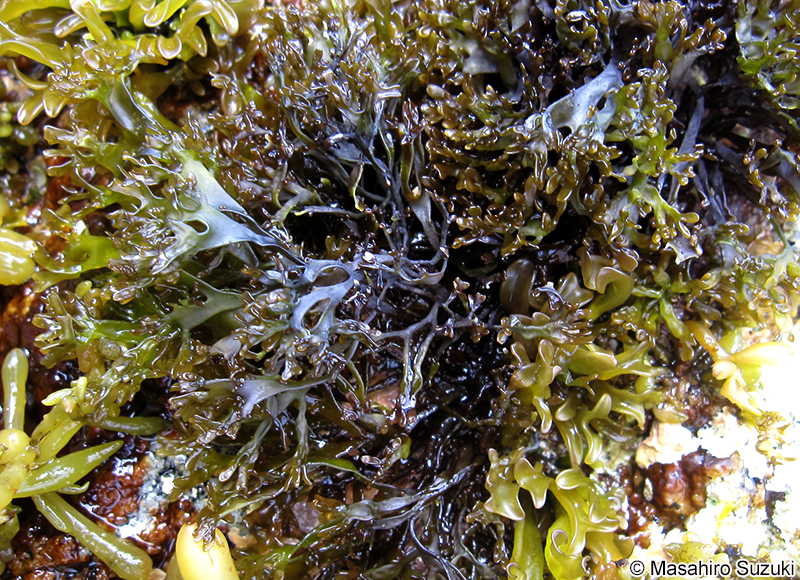 マツノリ Polyopes affinis