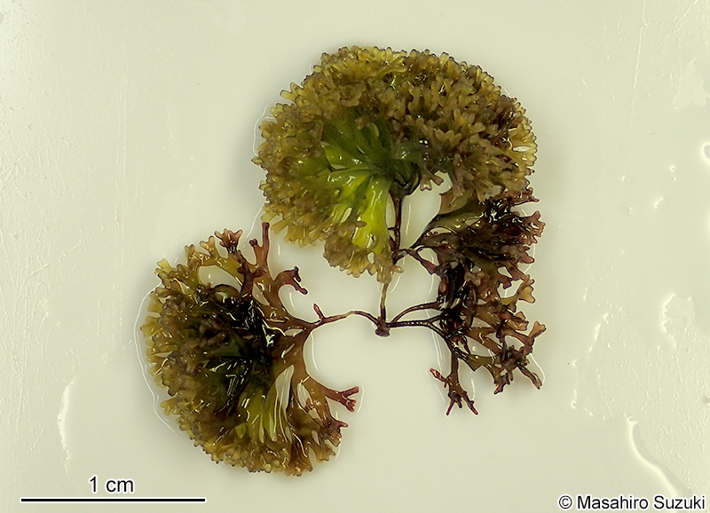 マツノリ Polyopes affinis