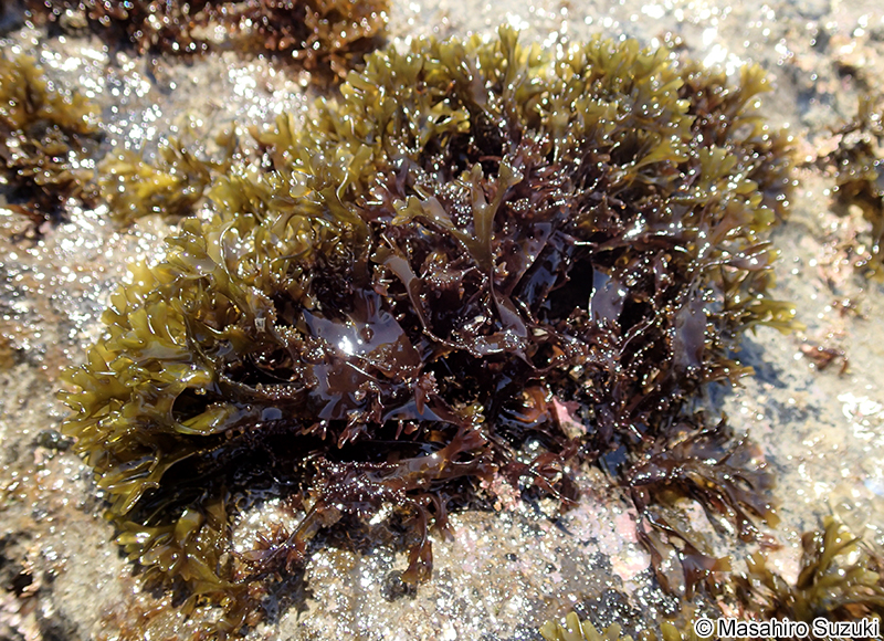 マツノリ Polyopes affinis