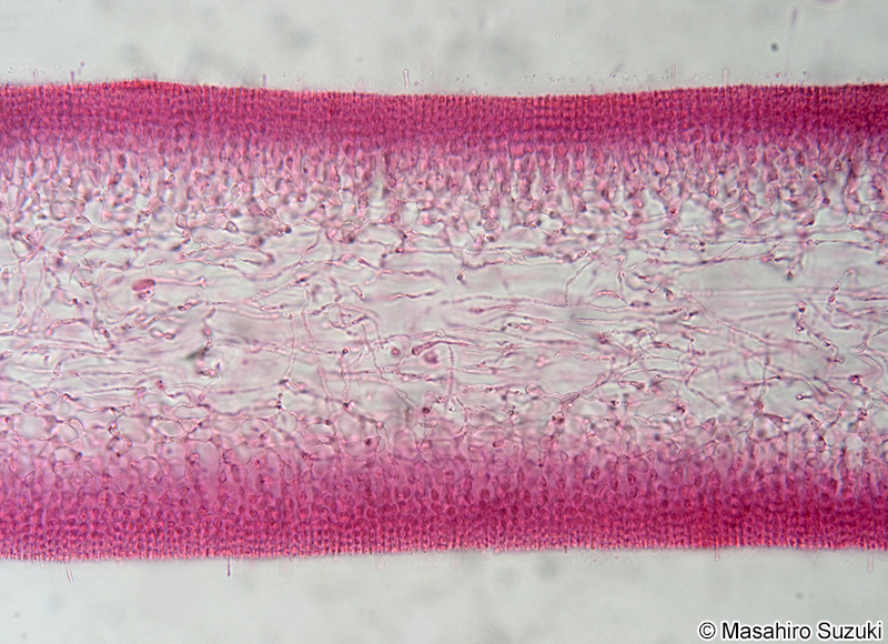 キョウノヒモ Polyopes lancifolia