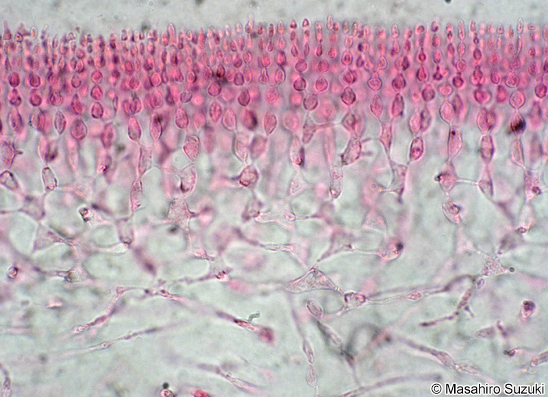 キョウノヒモ Polyopes lancifolia