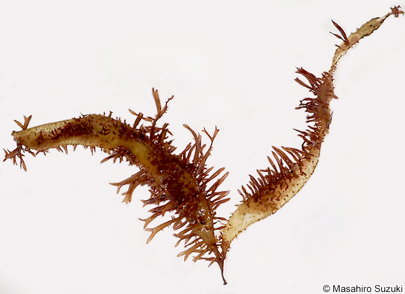 キョウノヒモ Polyopes lancifolia