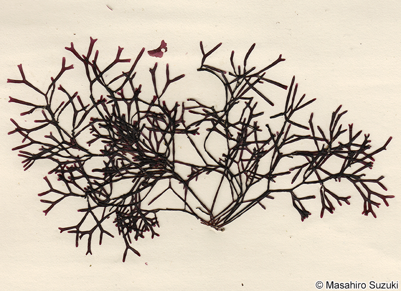 マタボウ Polyopes polyideoides