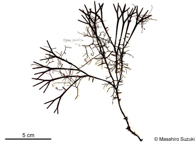 マタボウ Polyopes polyideoides