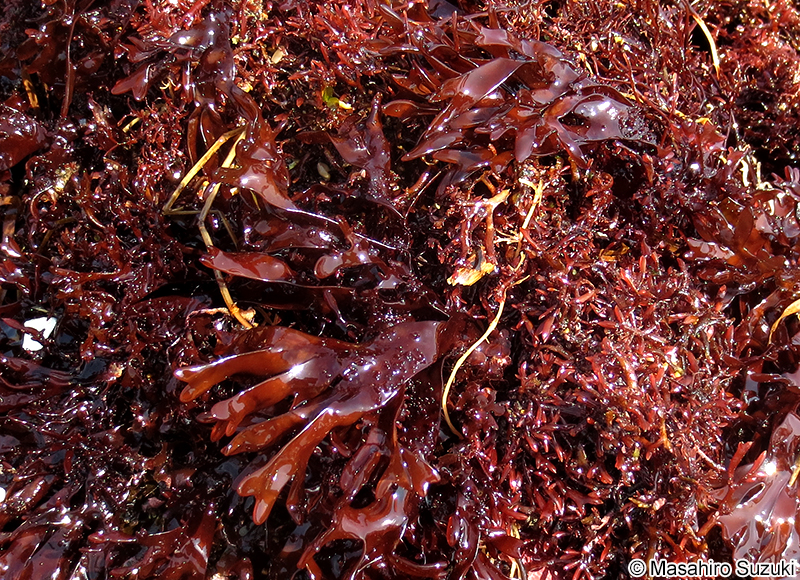 コメノリ Polyopes prolifer