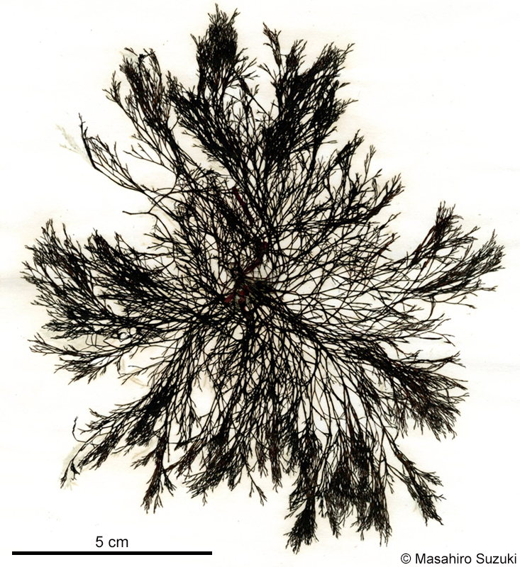 クロイトグサ Polysiphonia fragilis