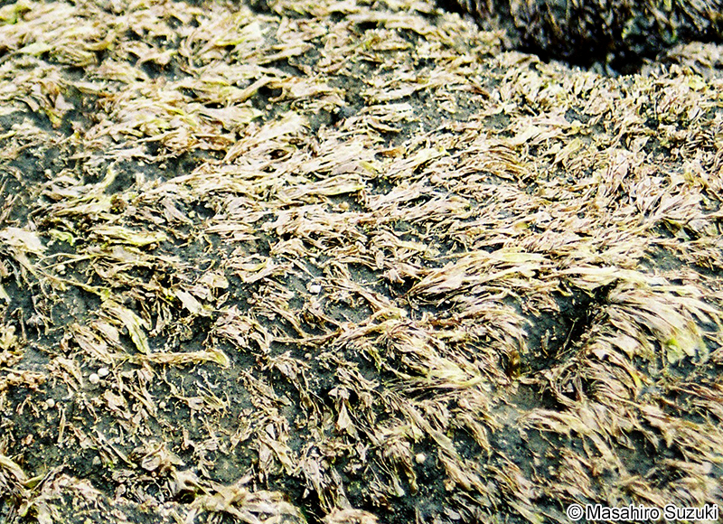 ウップルイノリ Pyropia pseudolinearis