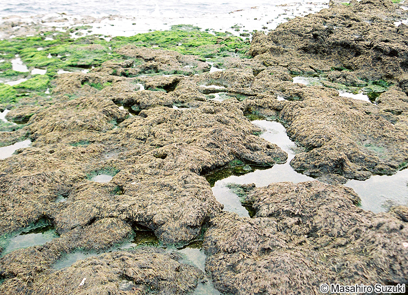 ウップルイノリ Pyropia pseudolinearis