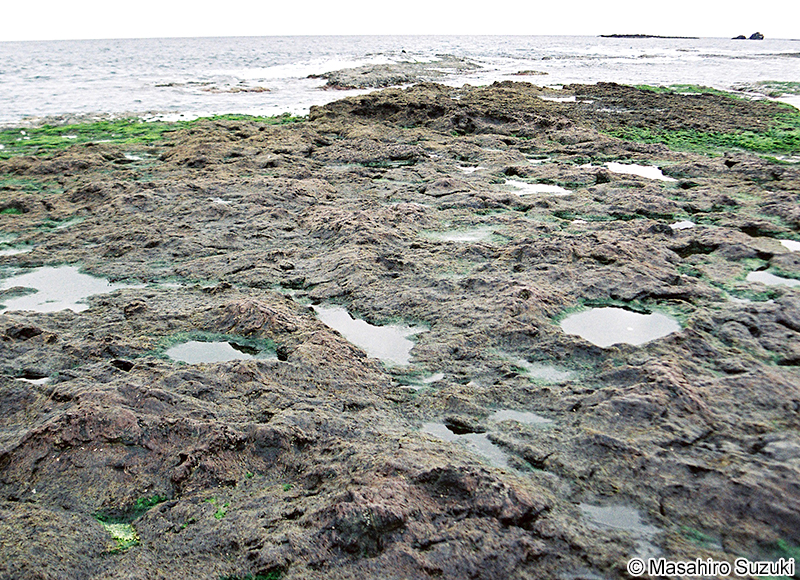 ウップルイノリ Pyropia pseudolinearis