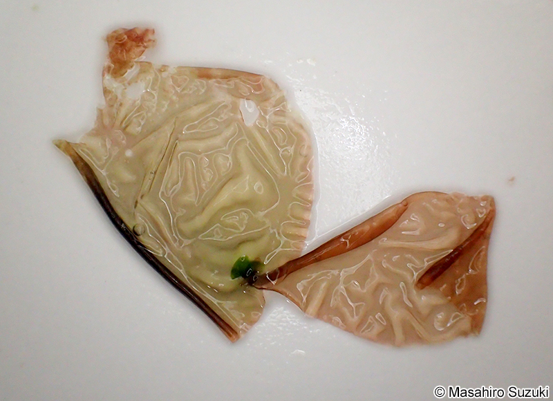 マルバアマノリ Pyropia suborbiculata