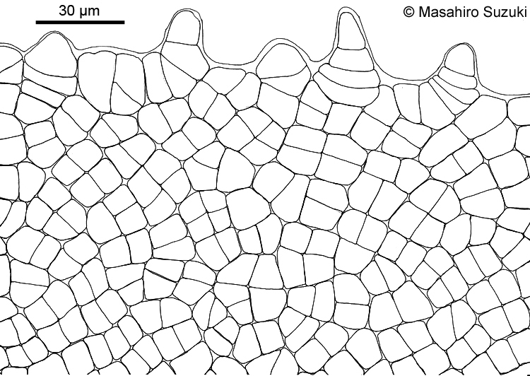 マルバアマノリの鋸歯のスケッチ