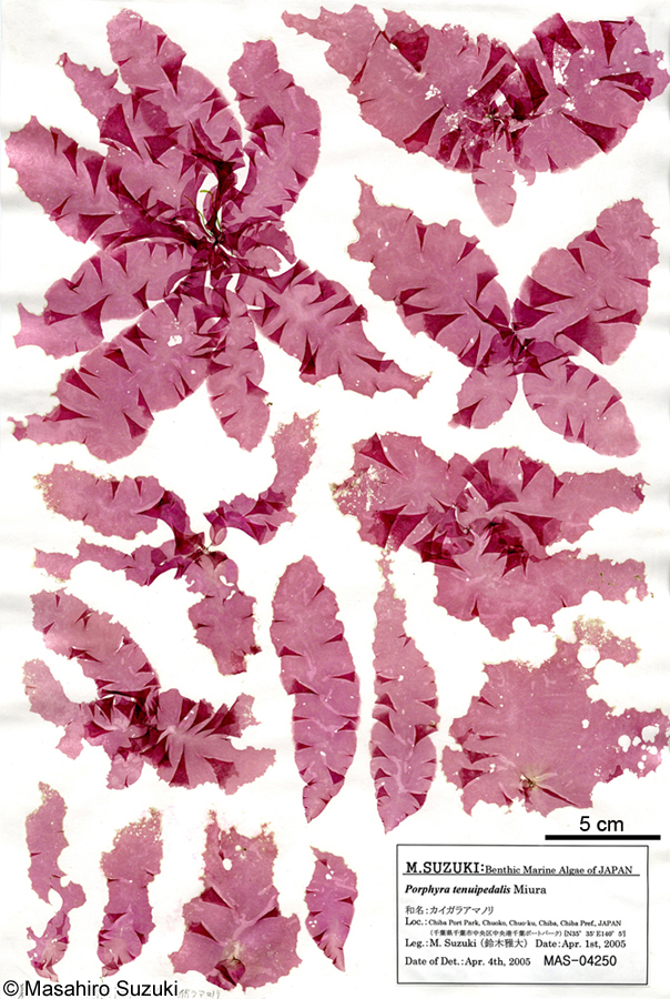 カイガラアマノリ Pyropia tenuipedalis