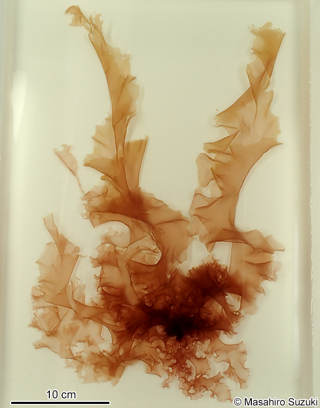 カイガラアマノリ Pyropia tenuipedalis