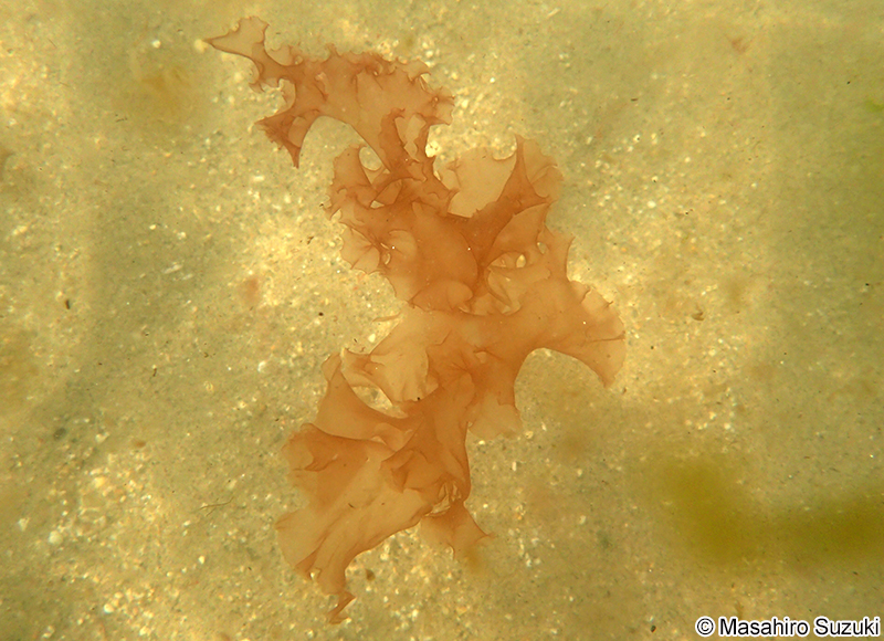 カイガラアマノリ Pyropia tenuipedalis