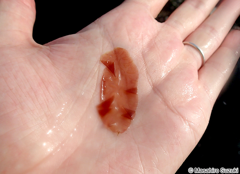 カイガラアマノリ Pyropia tenuipedalis