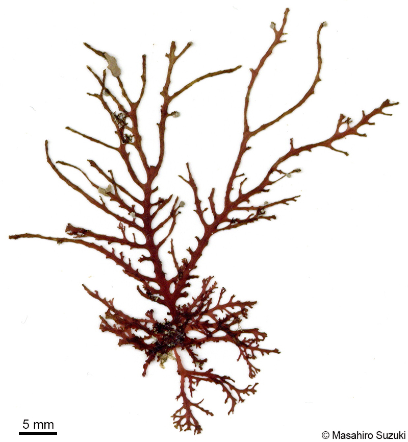 ホソバナミノハナ Portieria hornemannii