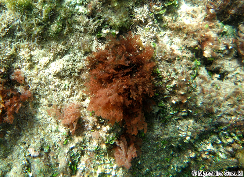 ホソバナミノハナ Portieria hornemannii