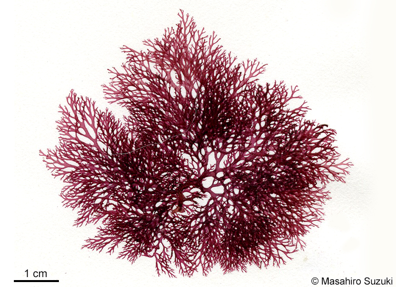 ホソバナミノハナ Portieria hornemannii