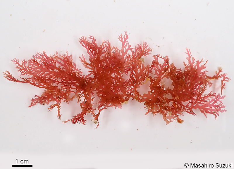 ホソバナミノハナ Portieria hornemannii