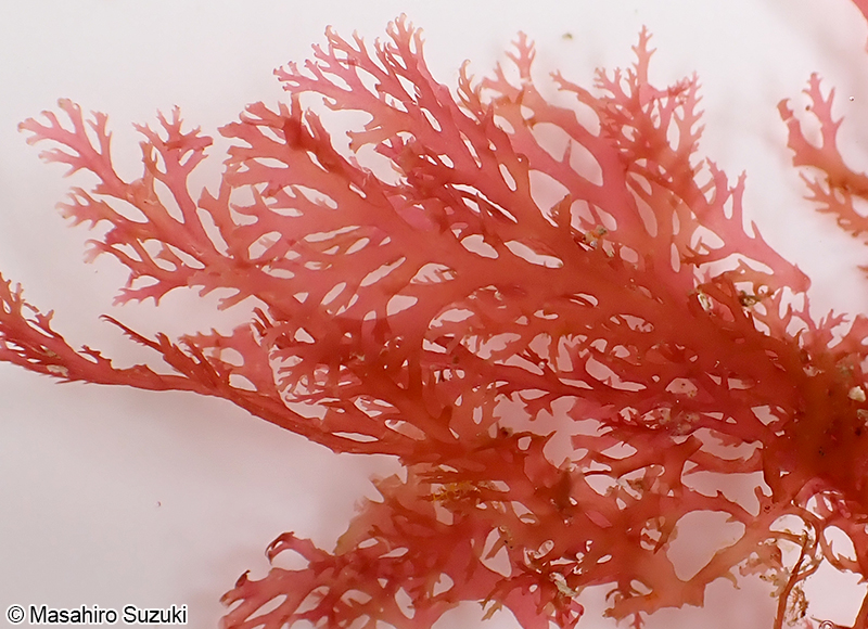 ホソバナミノハナ Portieria hornemannii