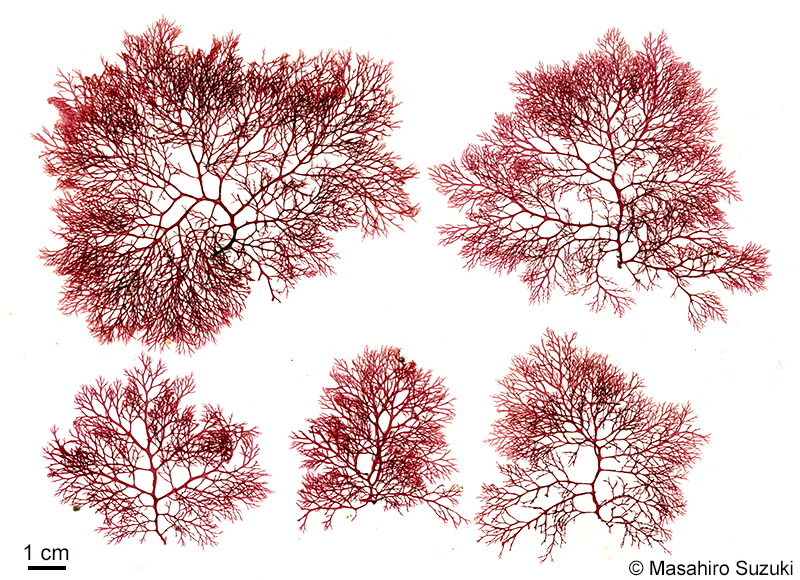 ホソバナミノハナ Portieria hornemannii