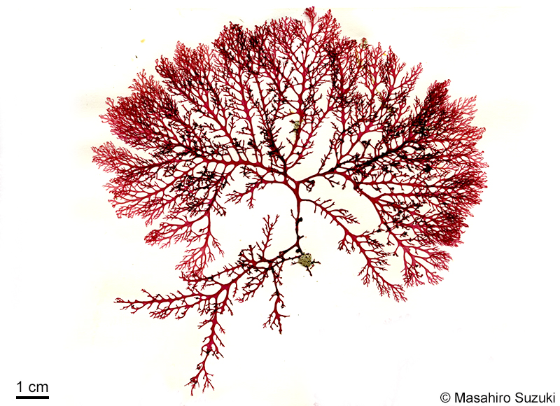 ホソバナミノハナ Portieria hornemannii