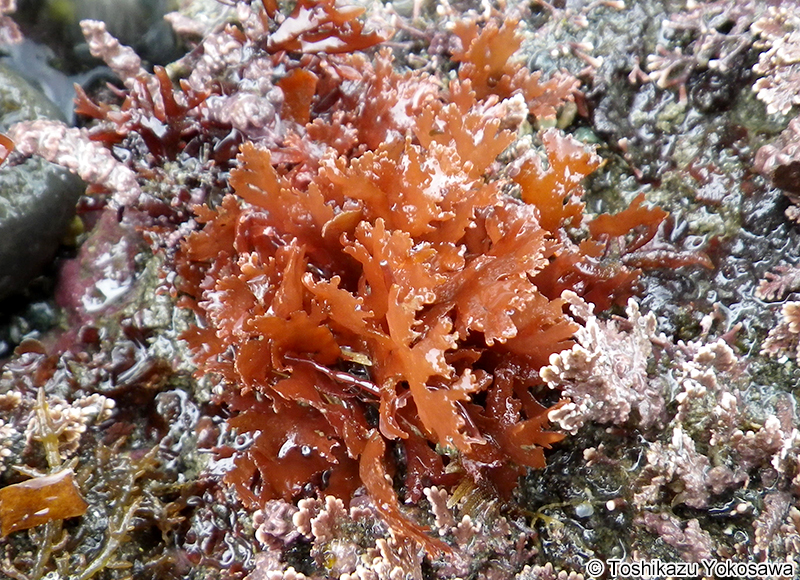 ナミノハナ Portieria japonica