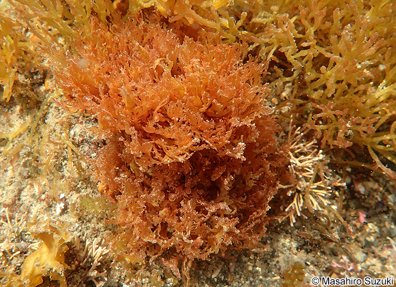 ナミノハナ Portieria japonica