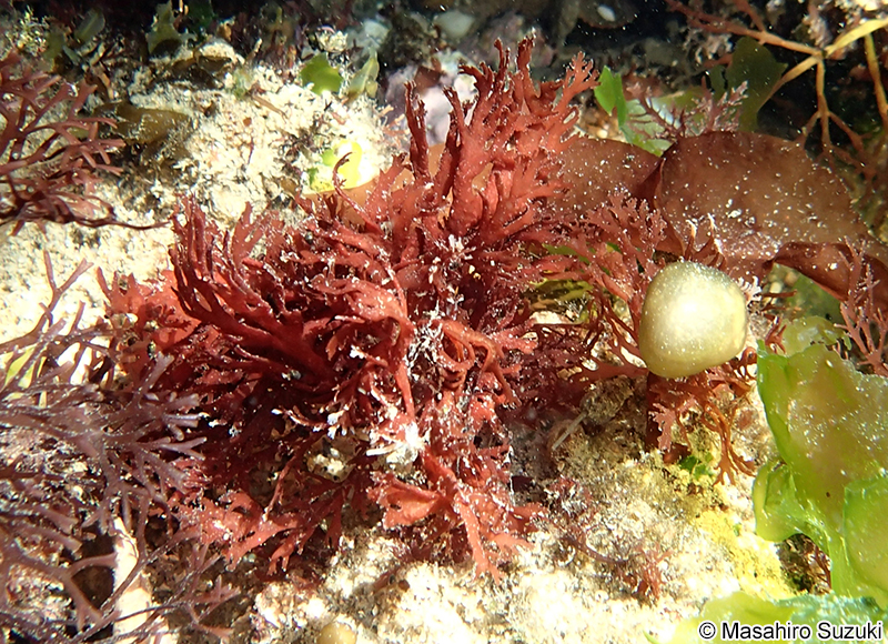 ナミノハナ Portieria japonica